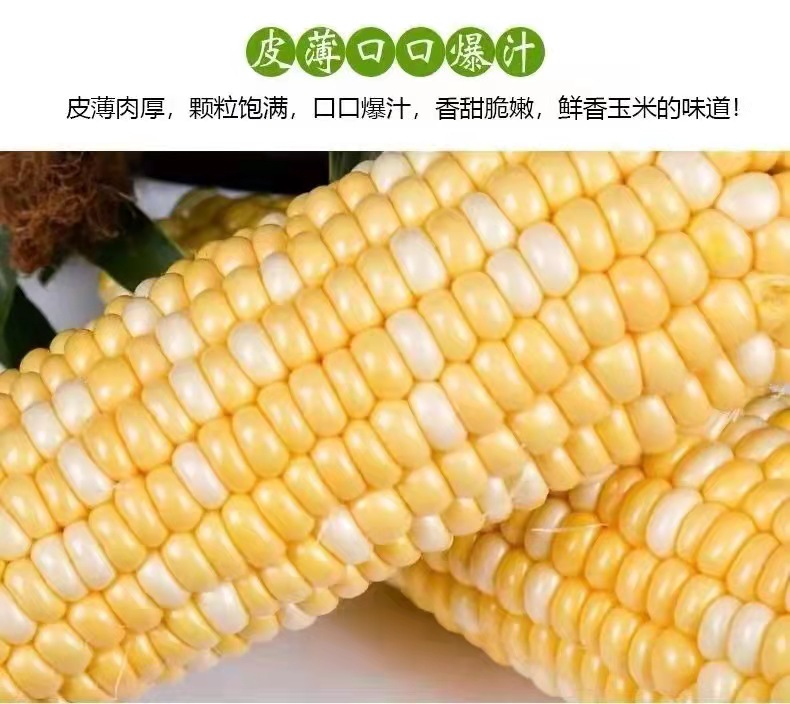 水果玉米實(shí)拍