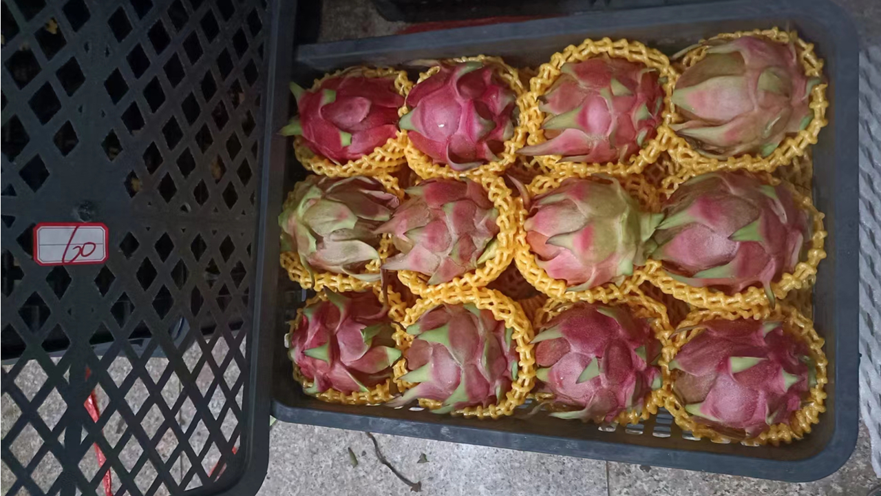個舊火龍果