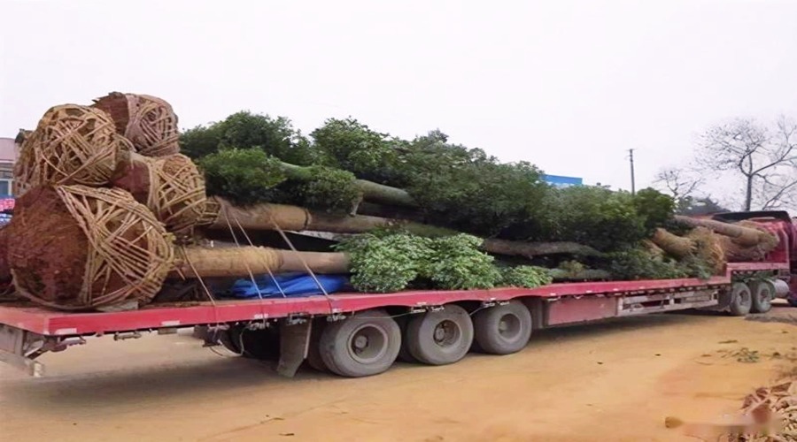樹苗整車運(yùn)輸